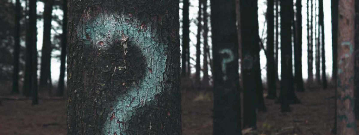 Psychology Program at Minneapolis College question marks painted on trees
