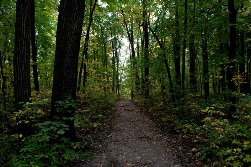 Path in woods dense trees on either side of a dirt path, light peeking through at the end
