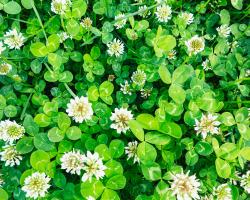 Instructor Nick Deacon Co-authors Science Article on White Clover Plants
