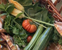 Urban Farm Collective