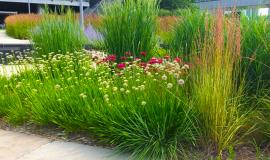 Landscaping at Minneapolis College