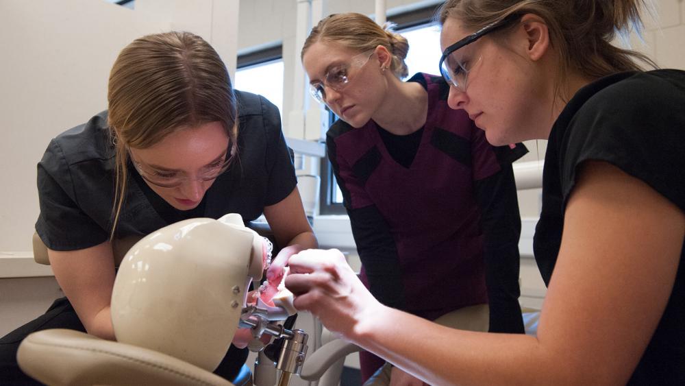 Students in the Dental Assistant Program at Minneapolis College students working on dental model